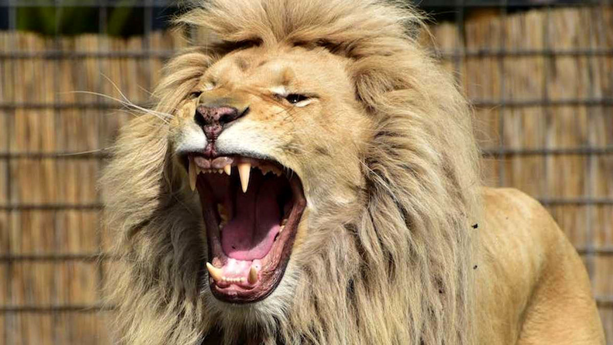 وحشت مردم از گشت‌وگذار شیر در خیابان‌! + فیلم